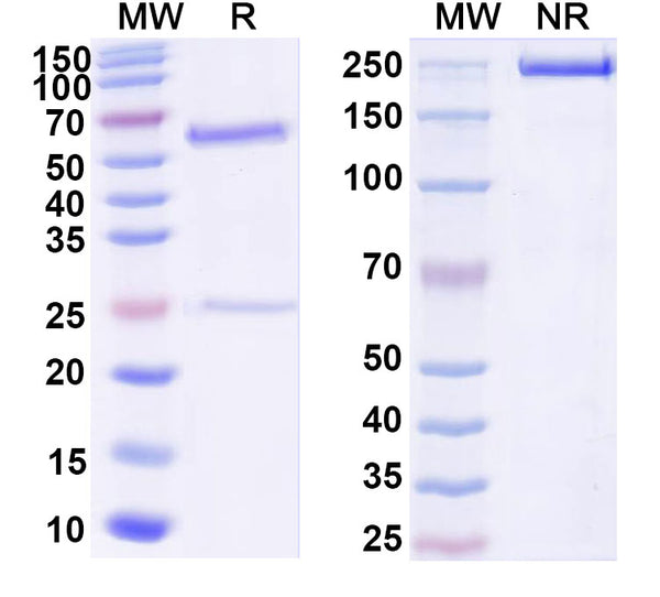 SDS-PAGE for Anti-6*His Tag (HHHHHH) Antibody (AS01).