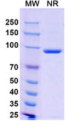 SDS-PAGE for Anti-6X His Tag (HHHHHH) Antibody (FY12)