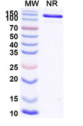SDS-PAGE for Anti-AZT/Aztreonam Antibody (SAA0566).