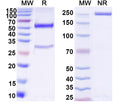 SDS-PAGE for Anti-Digoxigenin Antibody (19A11).