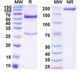 SDS-PAGE for Anti-H3K4me3 Antibody (304M3-B).