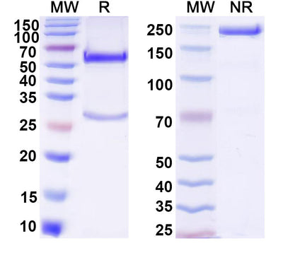 SDS-PAGE for Anti-H3K4me3 Antibody (304M3-B).