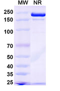 SDS-PAGE for Anti-6,4DNA/6-4PPs Antibody (64M-2).