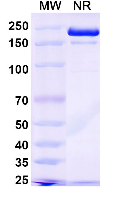 SDS-PAGE for Anti-6,4DNA/6-4PPs Antibody (64M-2).