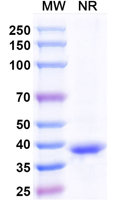SDS-PAGE for Anti-DNA/RNA G-quadruplex Structures  Antibody (BG4).