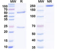 SDS-PAGE for Anti-G-quadruplex DNA Antibody (5E11#)