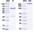 SDS-PAGE for Anti-G-quadruplex DNA Antibody (5C10)