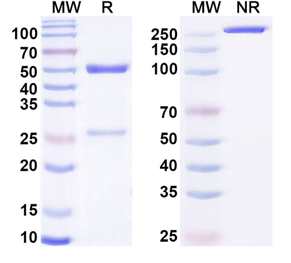 SDS-PAGE for Anti-G-quadruplex DNA Antibody (5C10)