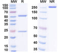 SEC-HPLC detection for Anti-G-quadruplex DNA Antibody (1H6).