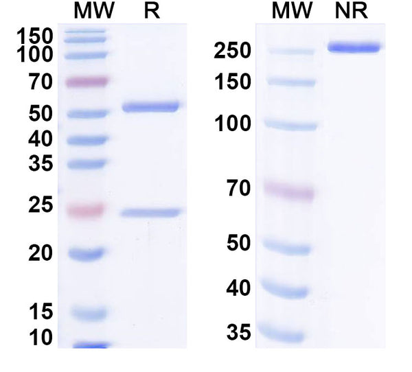 SEC-HPLC detection for Anti-G-quadruplex DNA Antibody (1H6).