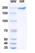 SDS-PAGE for Anti-DNA/RNA G-quadruplex Structures Antibody (BG4).