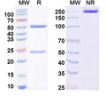 SDS-PAGE for Anti-EE Tag (EYMPME) Antibody (3D5/EE_48.K).