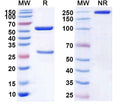 Anti-Ganglioside GD3 Reference Antibody (Ecromeximab) – Figure 1 of 1
