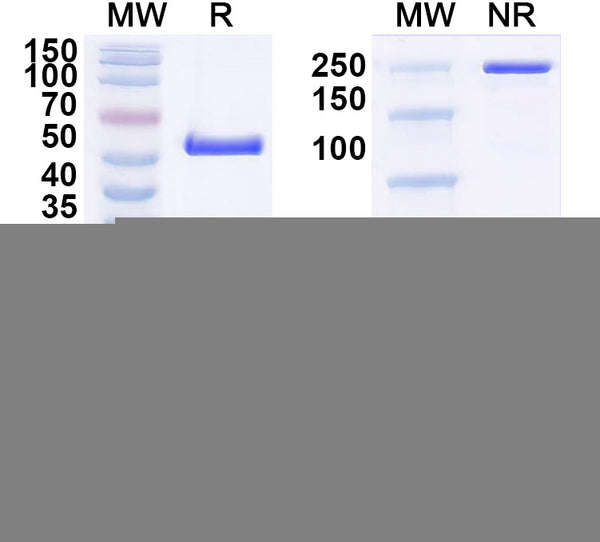 SDS-PAGE for Anti-Ganglioside GD3 Antibody (R24)