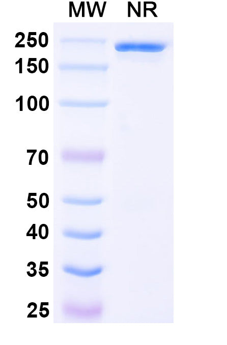 Anti-Ganglioside GD3 Reference Antibody (Mitumomab) – Figure 1 of 1
