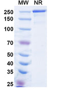 SDS-PAGE for Anti-α-Gal Epitope (Galα1-3Galβ1-4GlcNAc-R) Antibody (M86).