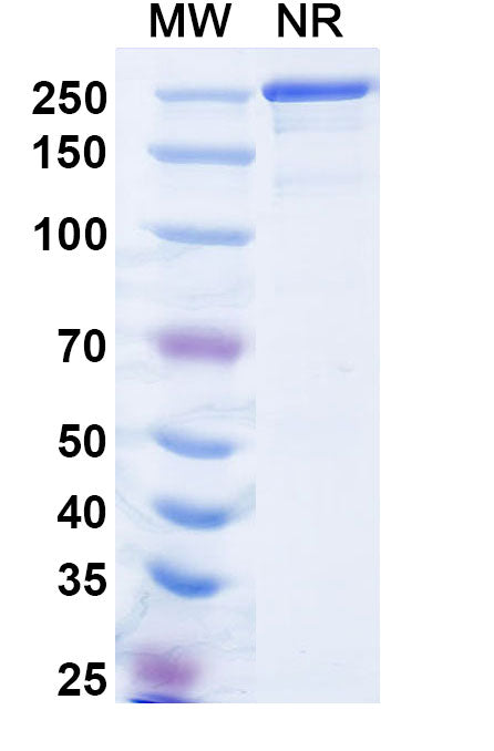 SDS-PAGE for Anti-α-Gal Epitope (Galα1-3Galβ1-4GlcNAc-R) Antibody (M86).