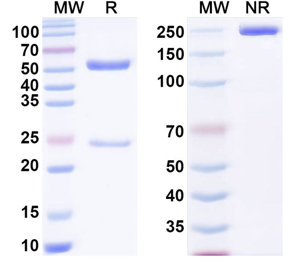 SDS-PAGE for Anti-α-Gal Epitope (Galα1-3Galβ1-4GlcNAc-R) Antibody (P19)