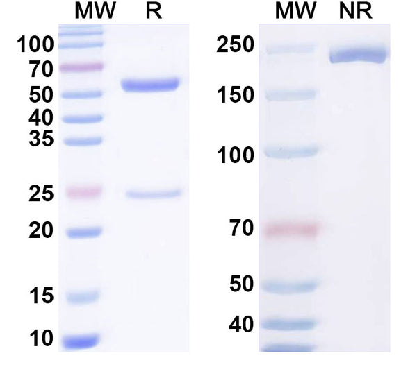 SDS-PAGE for Anti-Hairpin ssDNA Antibody (DNA-1).