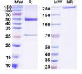 SDS-PAGE for Anti-DNA Antibody (33.F12)