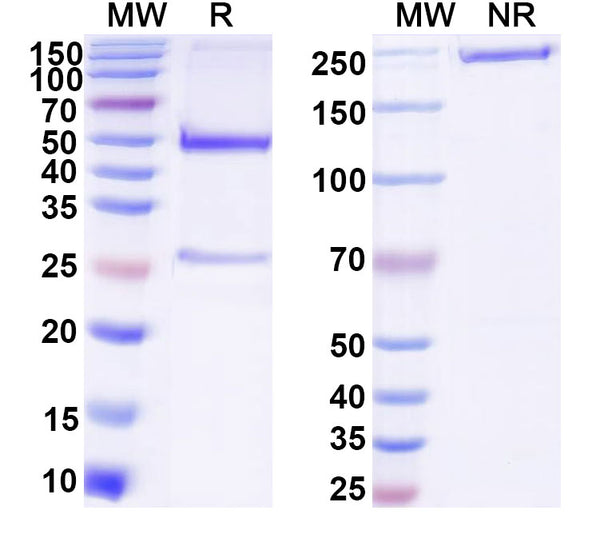SDS-PAGE for Anti-DNA Antibody (33.F12)