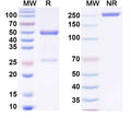 SDS-PAGE for Anti-DNA Antibody (33.H11).