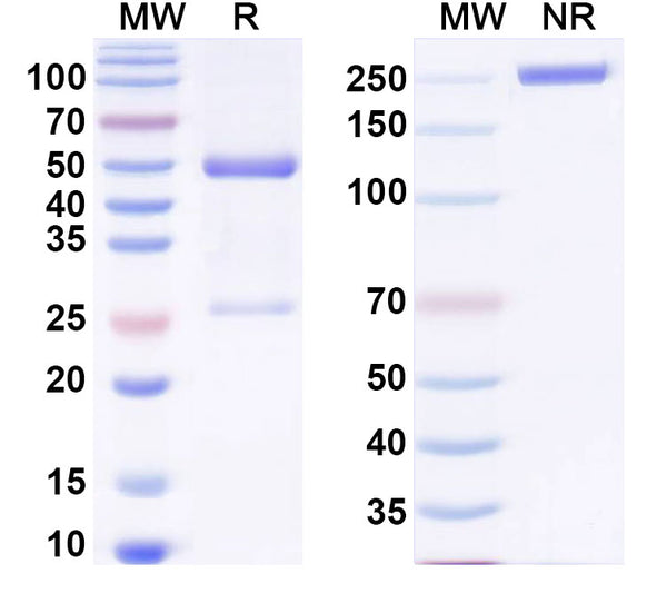 SDS-PAGE for Anti-DNA Antibody (33.H11).