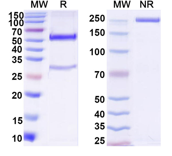 SDS-PAGE for Anti-DNA Antibody (1H12.3)