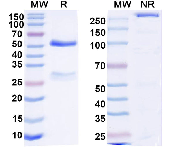 SDS-PAGE for Anti-DNA Antibody (17s.74)