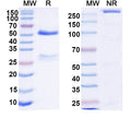 SDS-PAGE for Anti-DNA Antibody (83.22)