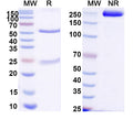 SDS-PAGE for Anti-DNA Antibody (185.6)