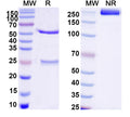 SDS-PAGE for Anti-DNA Antibody (163.43)