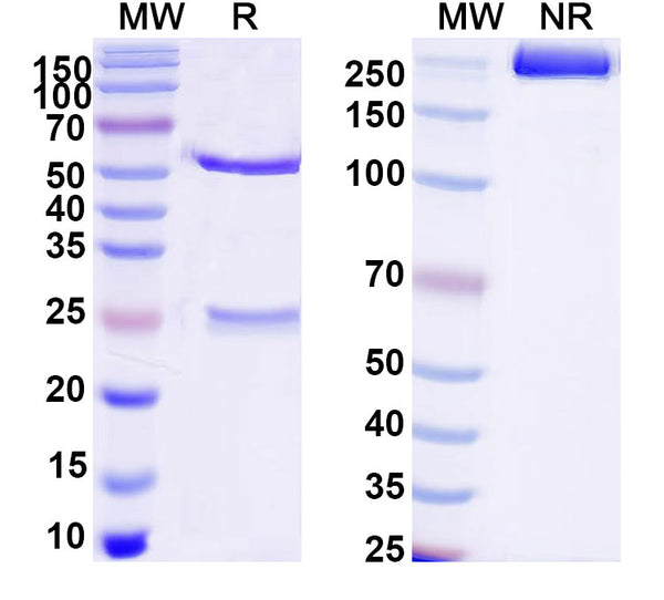 SDS-PAGE for Anti-DNA Antibody (163.43)