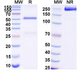 SDS-PAGE for Anti-DNA Antibody (111.34)