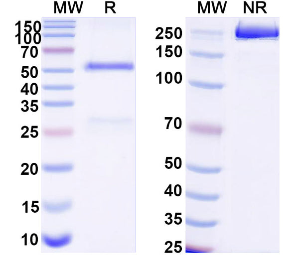SDS-PAGE for Anti-DNA Antibody (111.34)