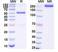 SDS-PAGE for Anti-DNA Antibody (111.185)