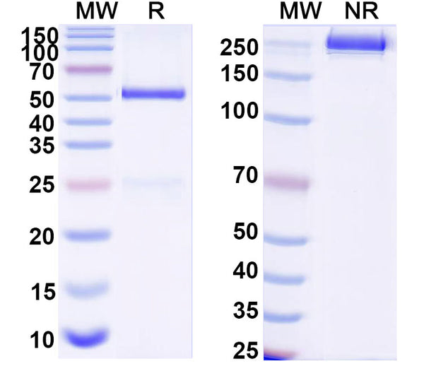 SDS-PAGE for Anti-DNA Antibody (111.109)