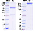 SDS-PAGE for Anti-DNA Antibody (163.69)