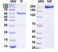 SDS-PAGE for Anti-DNA Antibody (111.33)