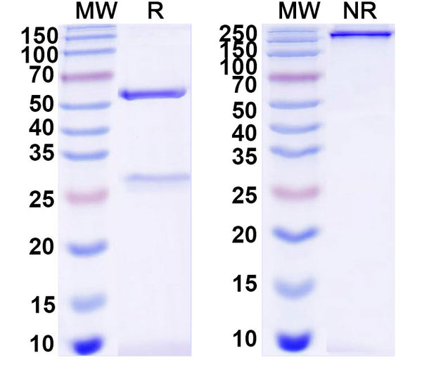 SDS-PAGE for Anti-DNA Antibody (6O)
