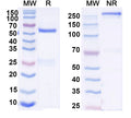 SDS-PAGE for Anti-DNA Antibody (S106)