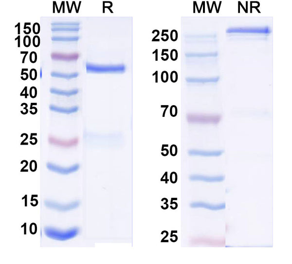 SDS-PAGE for Anti-DNA Antibody (S106)