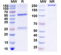 SDS-PAGE for Anti-DNA Antibody (DNA13)