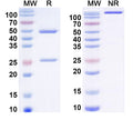 SDS-PAGE for Anti-DNA Antibody (DNA6).