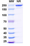 SDS-PAGE for Anti-DNA-RNA Hybrid Antibody(S9.6).