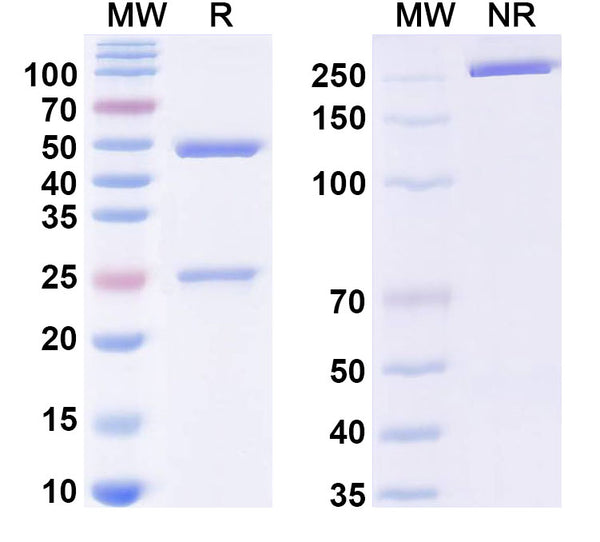 SDS-PAGE for Anti-Ganglioside GM1/2/3 Antibody (A3).