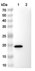 SDS-PAGE for Anti-EPEA Tag (C-tag) Antibody (SAA0356)