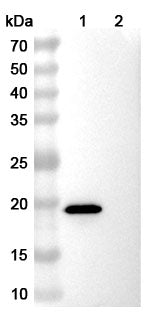 SDS-PAGE for Anti-EPEA Tag (C-tag) Antibody (SAA0356)