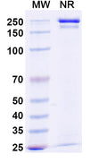 SDS-PAGE for Anti-Flag Tag (DYKDDDDK) Antibody (2H8).