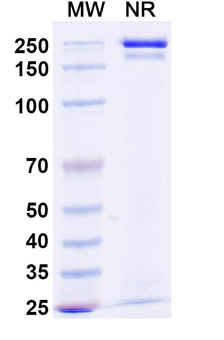 SDS-PAGE for Anti-Flag Tag (DYKDDDDK) Antibody (2H8).
